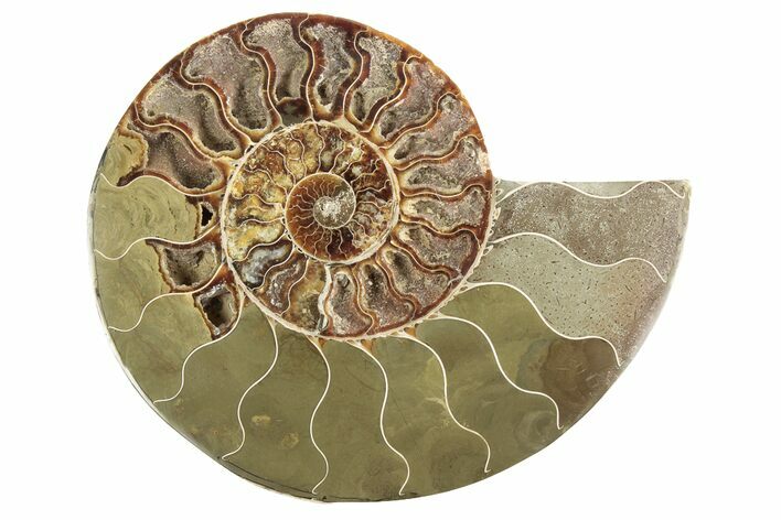 Cut & Polished Ammonite Fossil (Half) - Madagascar #191567